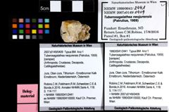 Foto (Objket + Etiketten) von Tuberosagalathea neojurensis (Patrulius, 1959) 